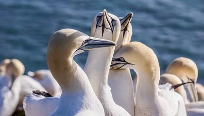 9游-马赛新援闪耀欧洲赛场，成为球队新核心，马赛联赛