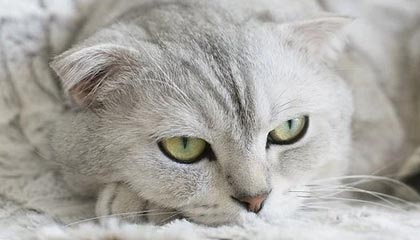 9游-马赛新援闪耀欧洲赛场，成为球队新核心，马赛联赛